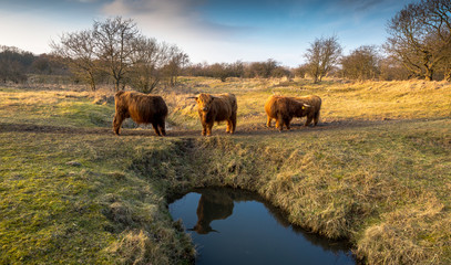 Three of a kind, Scottish Highlande
