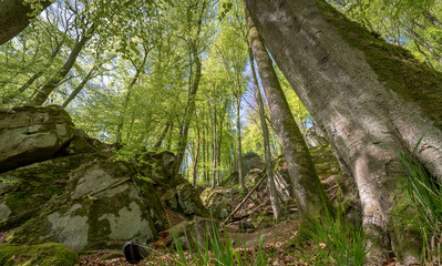 the first leaves of spring