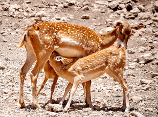 Fallow deer mother suckles her babies