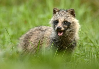 raccoon dog