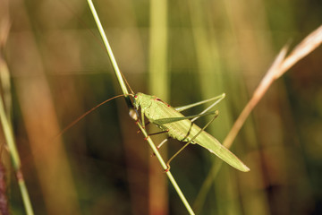 Wild Insect in Upper Franconia Germany