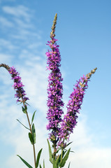 Blutweiderich; Lythrum; salicaria;