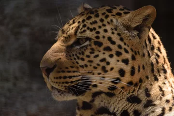 Gardinen Leopard © kotarock