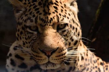 Foto auf Acrylglas Leopard © kotarock