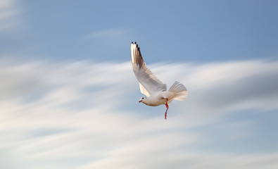 seagull