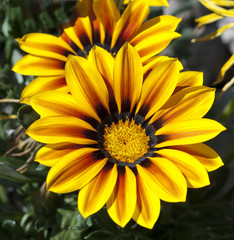 Gazania, Gazania Hybride; Splendens;