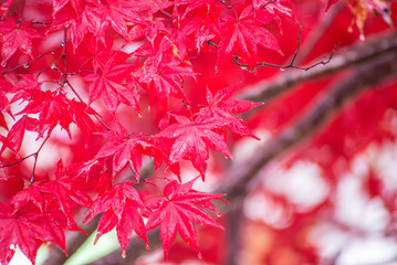 Fototapeta premium red maple leaf in autumn season