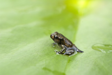 Jungfrosch, seerosen, Junge, Kroete,