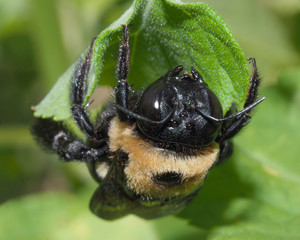 Extreme Closeup of a Bumble Bee