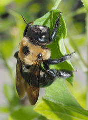 Extreme Closeup of a Bumble Bee