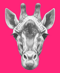 Portrait of Giraffe. Hand drawn illustration. Hand drawn illustration.