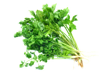 Fresh coriander or cilantro herb isolated on white background