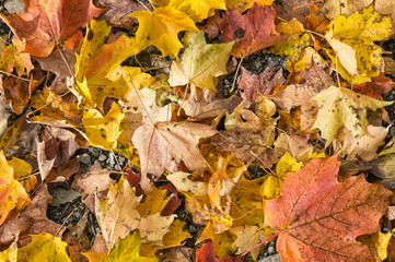 autumn leaves