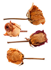 Set of dried roses