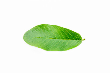 Single isolated leaf on a white background