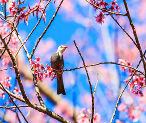 Cherry Blossom or Sakura with White-headed Bulbul