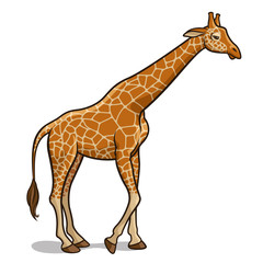 Giraffe 001