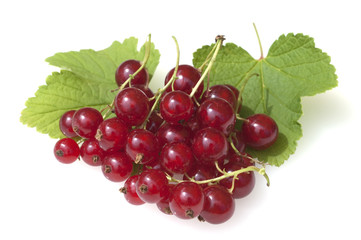 Johannisbeeren; Rote, Ribes, rubrum