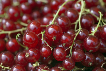 Johannisbeeren; Rote, Ribes, rubrum