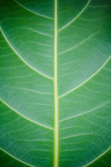 Texture of a green leaf as background