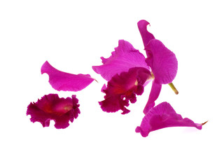 Purple orchid isolated on white background