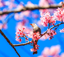 Cherry Blossom or Sakura with White-headed Bulbul