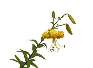Asiatic yellow lily flowers on white background