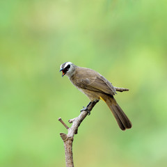 Bird, Thailand
