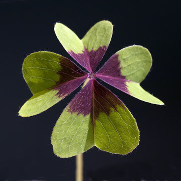 Gluecksklee, Oxalis tetraphylla, Vierblaettriger, Sauerklee