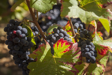 Raisin rouge