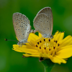 Butterfly and flower , thailand