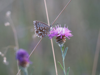 Butterfly Summer
