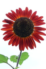 ヒマワリ　ルビー