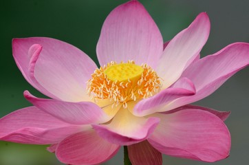 Lotus flower
