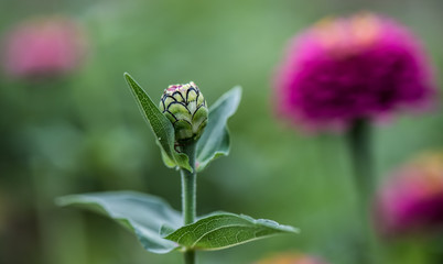 Fleur en bouton