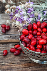 Cornel berries with herbaceous medicinal shrub