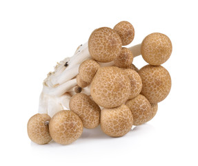 Brown beech mushrooms isolated on white background