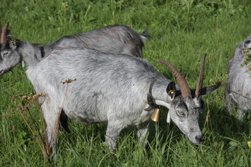 gebirgsziege auf der almwiese