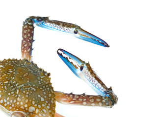 Fototapeta premium crab claw isolated on white background