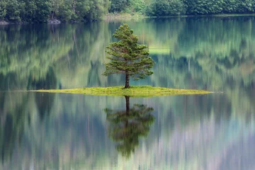 Tannenbaum, der sich in einem See in Norwegen widerspiegelt © imacture