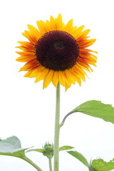 ヒマワリ　ソーラーパワー