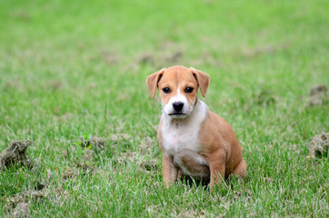 Cute mixed  amstaff puppy sitting on a  grass