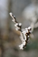 Givre sur bout de branche