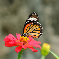 Fototapeta na wymiar Butterfly (Common Tiger) and flower