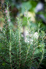 Rosemary (Rosmarinus Officinalis)