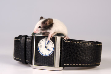 Little mouse stained black and white in whatch