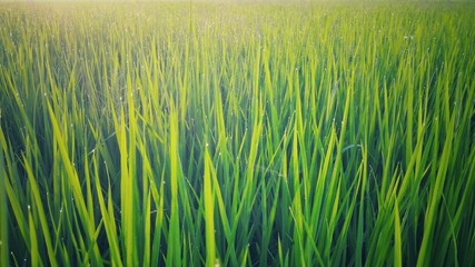Rice field