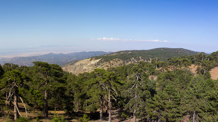Кипр. Панорама горных вершин и растущей чёрной сосны. © 1802185