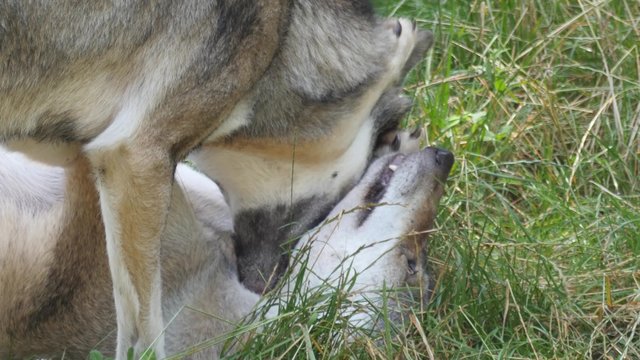 Two wolves playing with each other