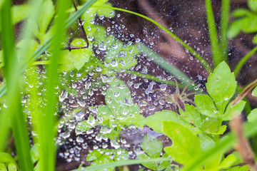 Water droplets on a spider's web